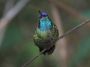 CostaRica06 - 205 * Magnificant Hummingbird